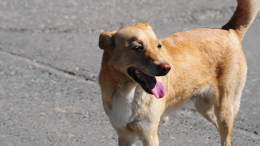 Житель Красноселькупского района заплатил 30 тысяч за кусачего питомца