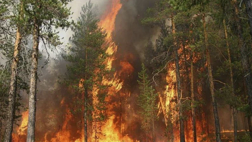 В Новгородской области объявили высокий класс пожароопасности