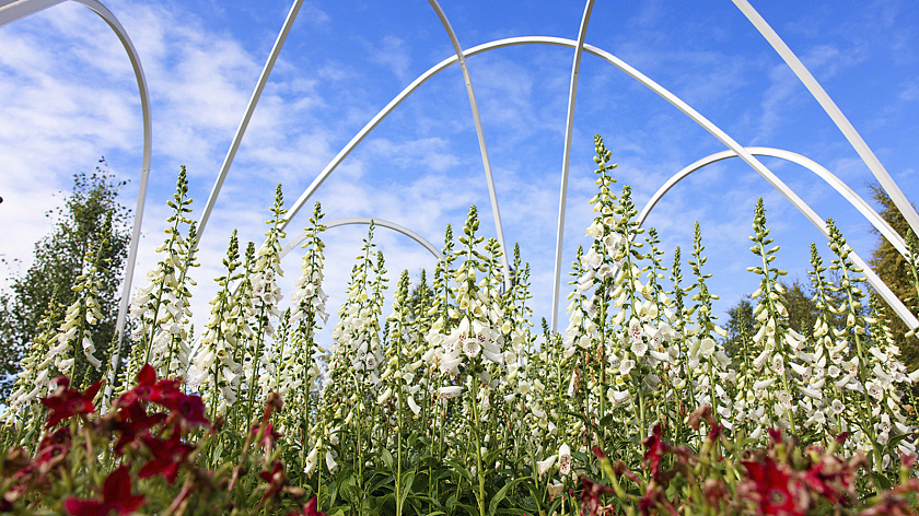 В Москве высадили более 25 тысяч хвойных деревьев и кустарников