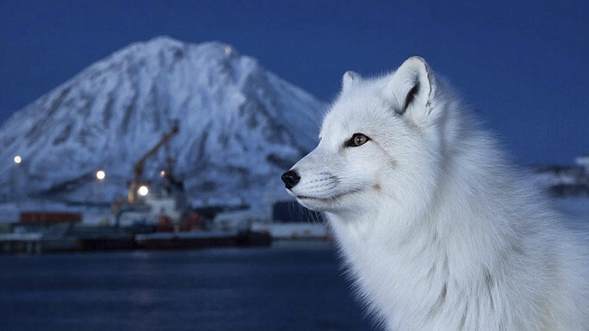 В порту Сабетта заметили редкую полярную лису