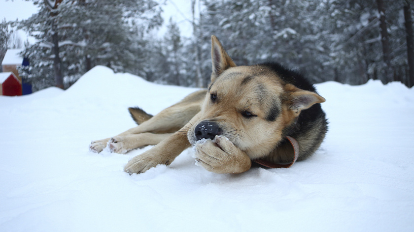 В Петербурге хотят пересмотреть использование реагентов из-за жалоб владельцев животных 