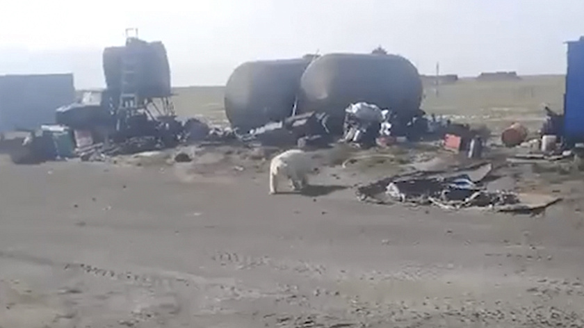 Жители Тамбея рассказали о появлении белого медведя на территории поселка