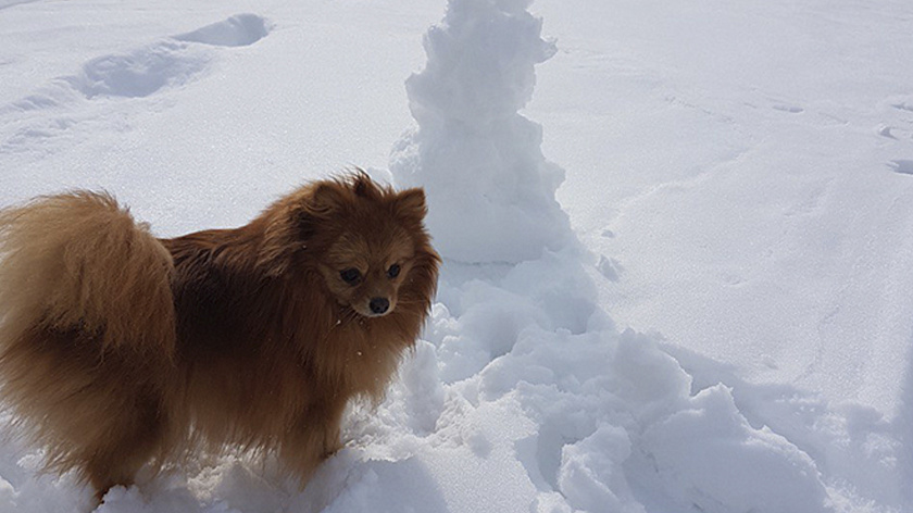 В Надыме открылась круглогодичная площадка для выгула животных