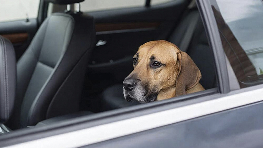 Водителей предупредили о штрафе за неправильную перевозку собаки в салоне 