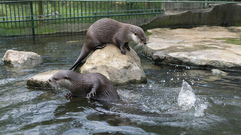 В Московском зоопарке в 2025 году родилось около 600 детёнышей