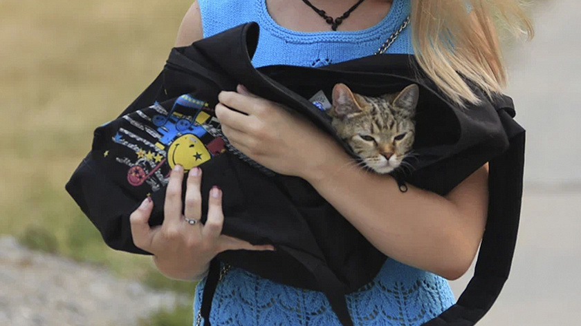 Более 160 кошек и собак вылетали за рубеж из аэропорта Тюмени в 2025 году