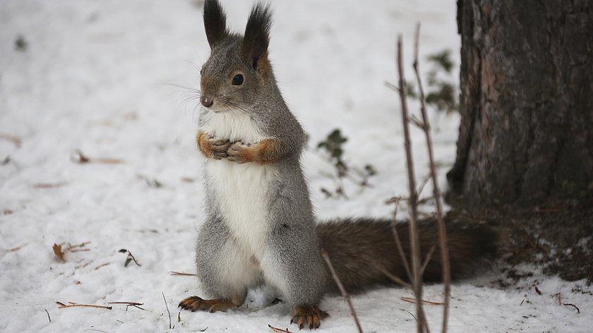 В зоопарк Санкт-Петербурга прибыла гигантская нижегородская белка
