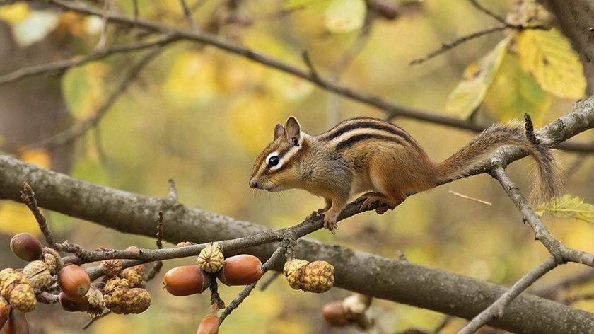 Бурундуки проснулись после зимней спячки в нацпарке Красноярского края