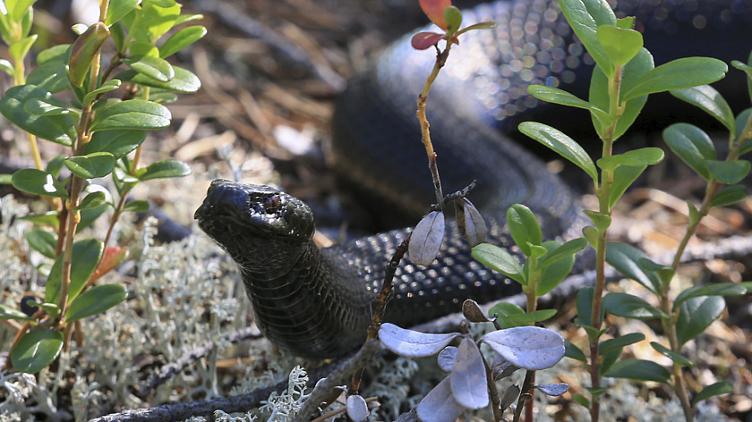 Змея пробралась в квартиру жителя Екатеринбурга 