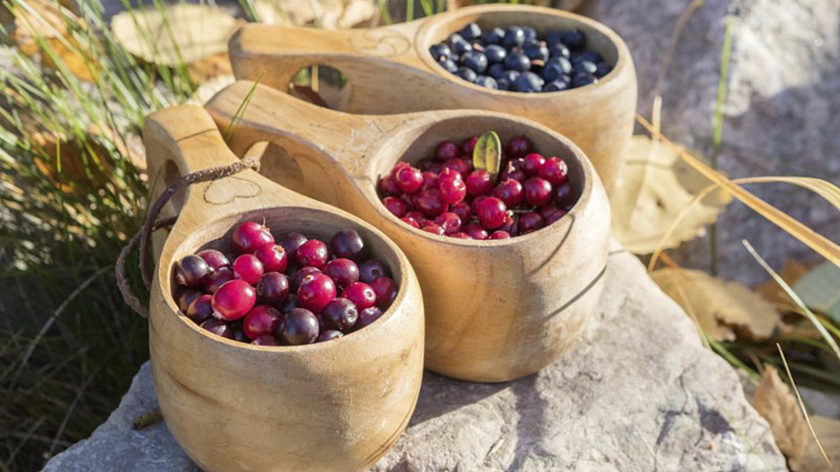 Биолог Воробьёв перечислил ядовитые лесные ягоды