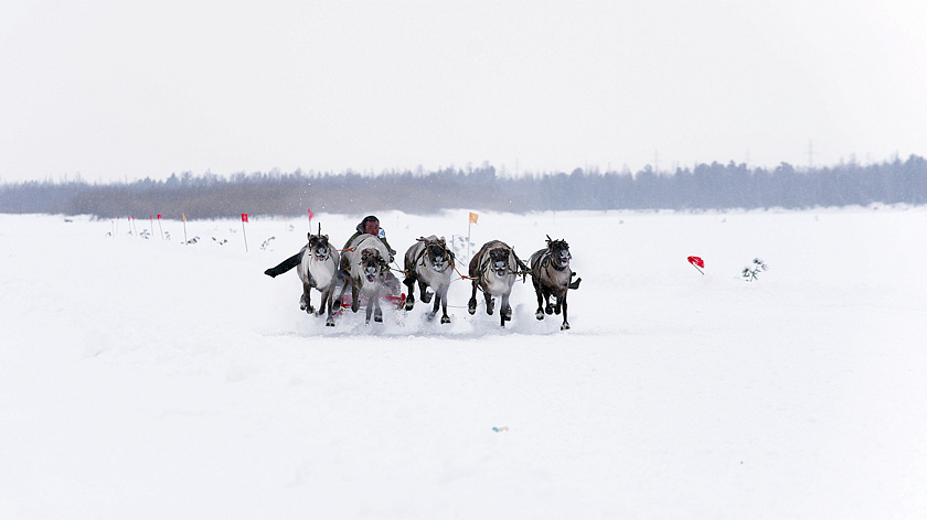 В Тарко-Сале официально открылся День оленевода