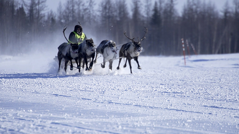 Ямальским кочевникам назвали главное условие для участия в Дне оленевода