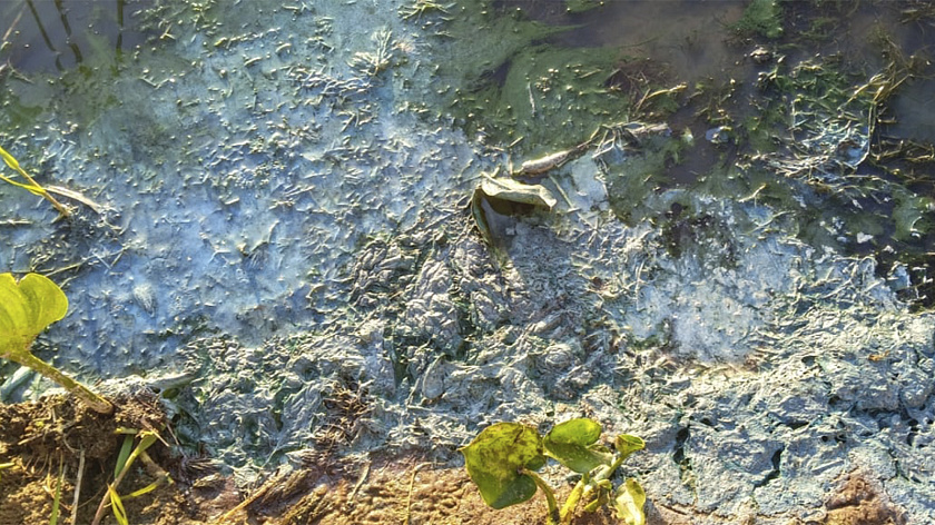 Надымчане заметили голубую плесень на озере Янтарное