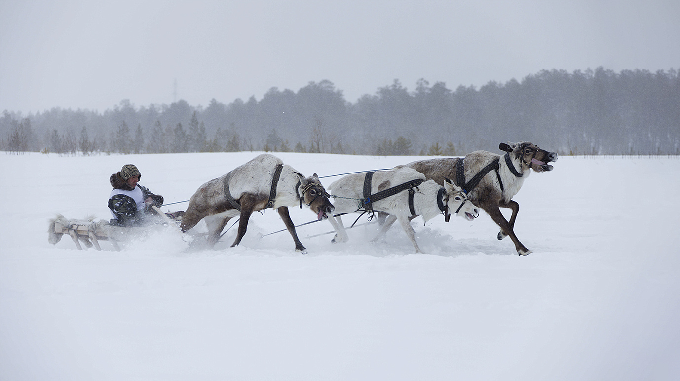 День оленевода в Салехарде официально стартовал
