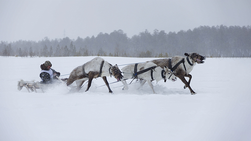 День оленевода в Салехарде официально стартовал
