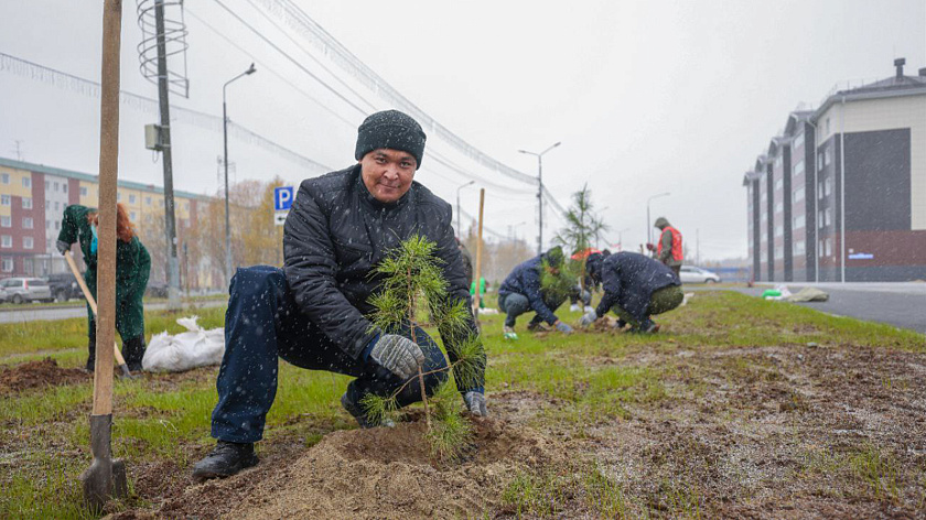 В Лабытнанги появилась новая кедровая аллея