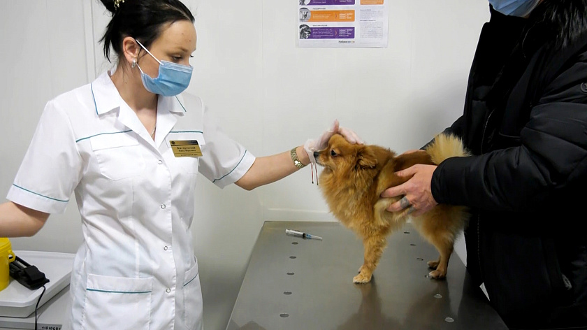 В Тазовском владельцам домашних животных предлагают скидку на ветуслуги