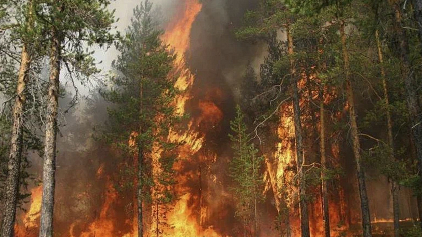 Почти 180 гектаров леса уничтожил огонь за неделю в Свердловской области