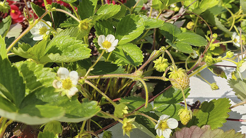 На клумбах Ноябрьска зацвела клубника