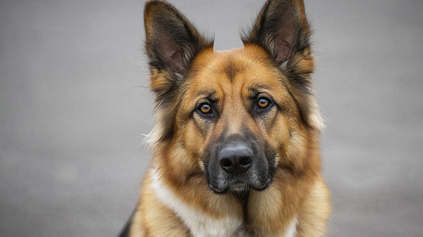Вышедшие на пенсию собаки-полицейские в Крыму ищут новый дом