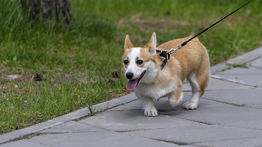 Площадка для выгула собак в Надыме откроется к концу октября