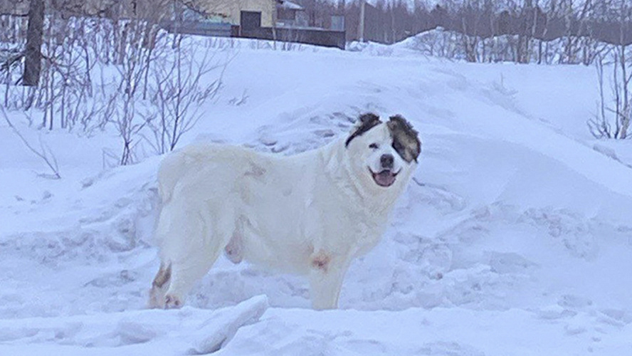 Фото: ВКонтакте | Аварийный Новый Уренгой