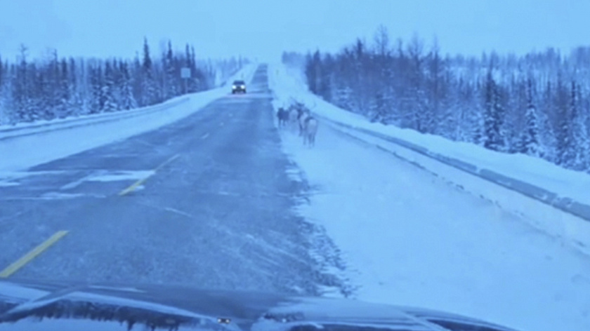 Ямальские водители заметили на трассе под Аксаркой стадо оленей