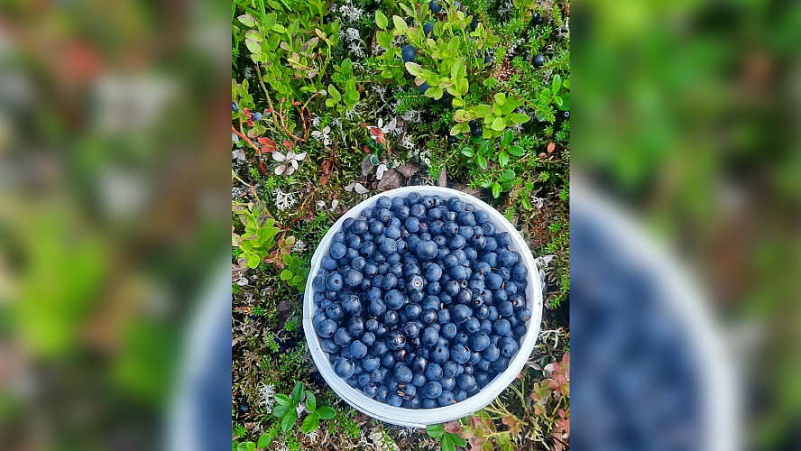 Фото: VK | Объявления Салехард | Лабытнанги