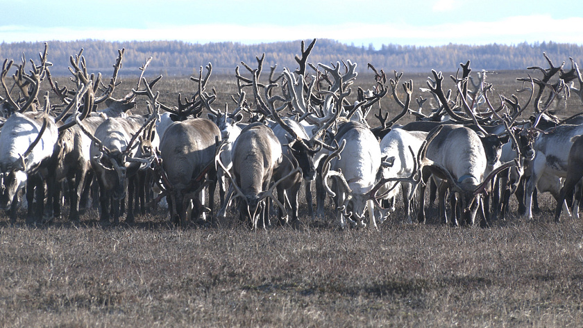 Ямальские власти поддержат племенное хозяйство «Совхоз Байдарацкий»