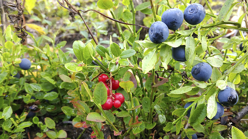 Югорчане заметили резкое снижение цен на голубику