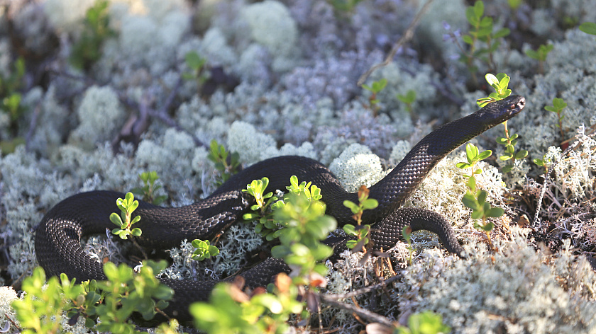 В Ноябрьске собака погибла после укуса змеи