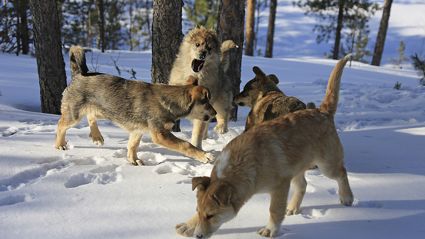 В Новом Уренгое усиливают меры борьбы с безнадзорными животными