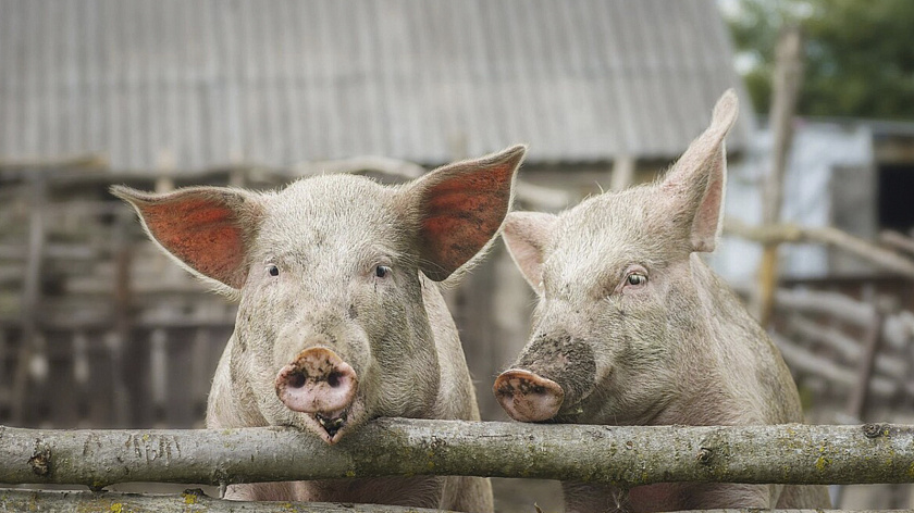 В Красноселькупском районе ищут нового хозяина для породистых свинок 