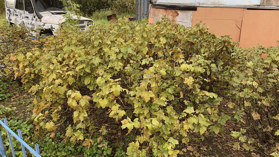 Фото: Институт экологии растений и животных УрО РАН