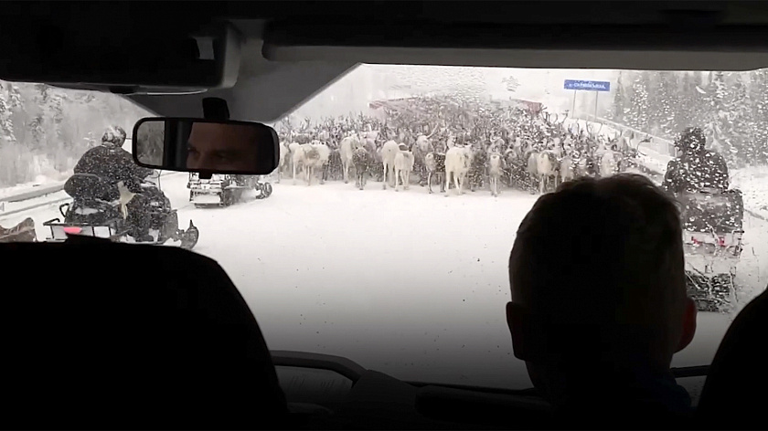 Трассу Аксарка — Салехард временно перекрыли из-за перегона оленей
