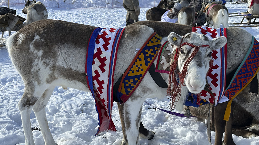Гостей Дня оленевода в Новом Уренгое встретит этноблогер Афанасий Тэсида