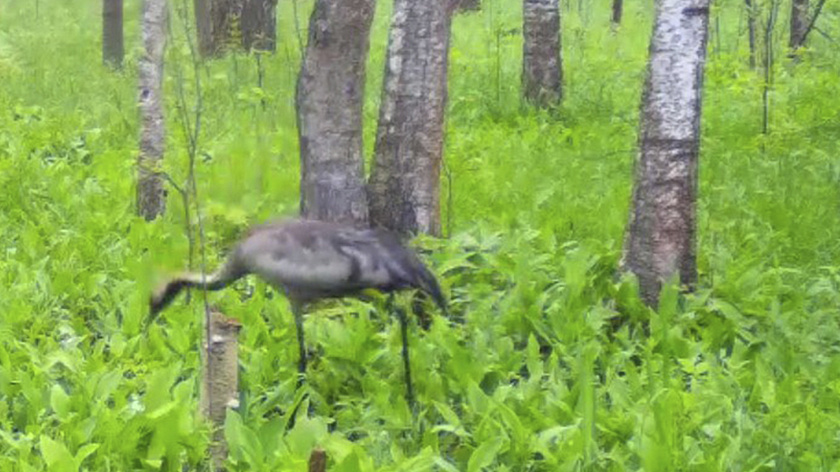 Две пары серых журавлей облюбовали заказник в Шурышкарском районе