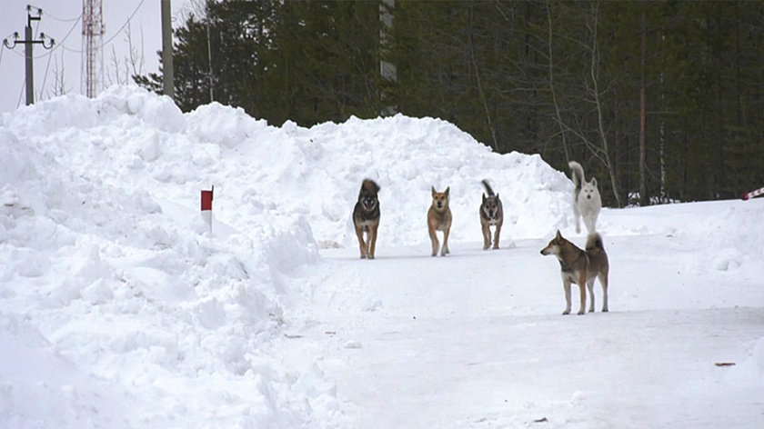 Своры бродячих собак атакуют жителей Салехарда и их питомцев