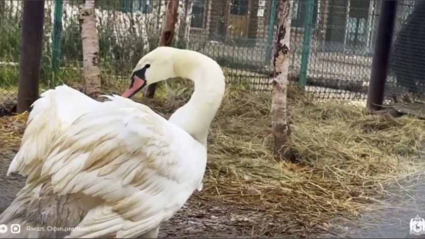 Редкого лебедя-шипуна эвакуировали из Тазовского района в Новый Уренгой