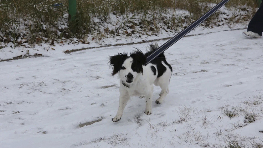 В югорском посёлке появилась первая площадка для выгула и дрессировки собак