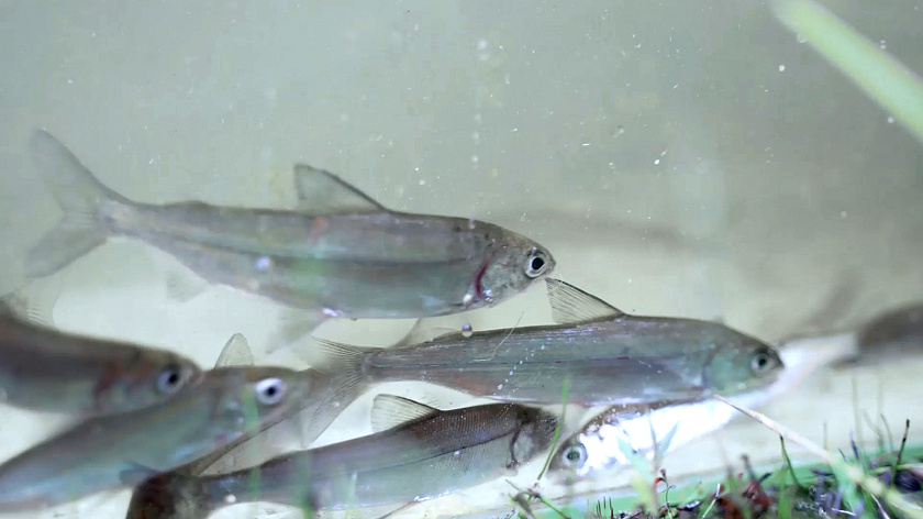 В Тюменской области приступили к весеннему зарыблению водоёмов 