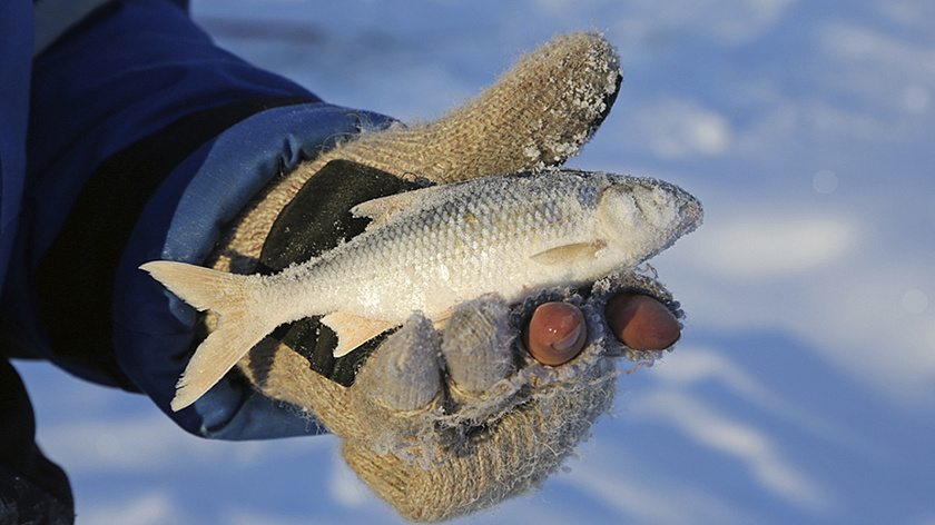 Ямальские рыбаки поборются за звание лучших в традиционных соревнованиях в Коротчаево