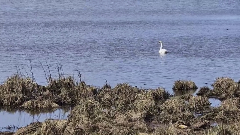 В Тазовском районе заметили одинокого лебедя