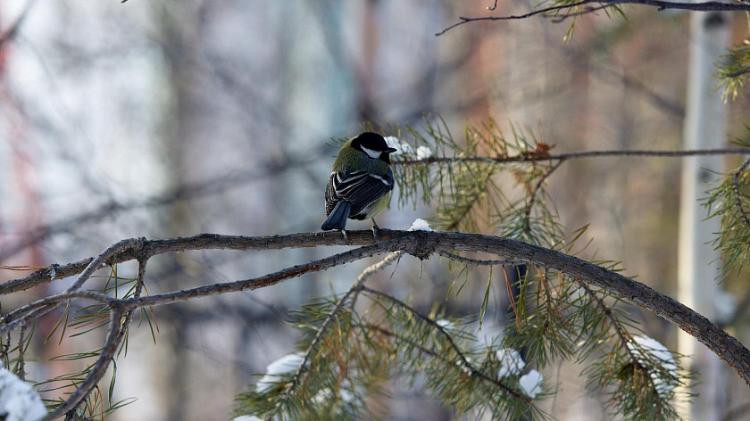 Солнечный четверг придет на Ямал: прогноз погоды на 30 апреля