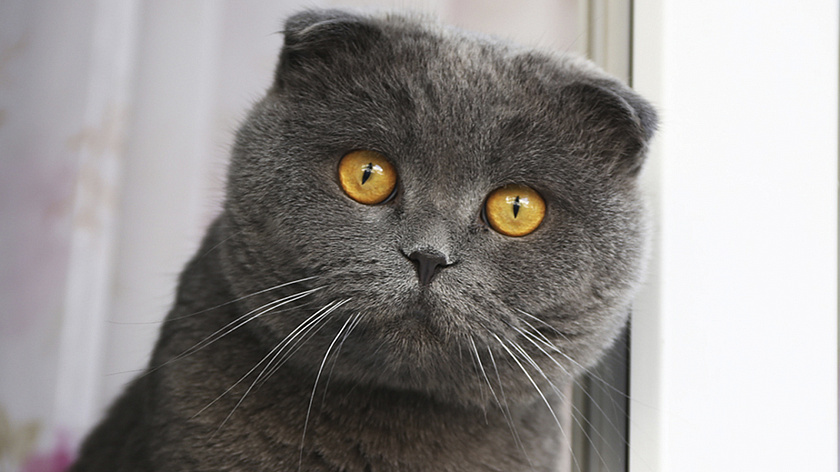 В Красноярске хозяйка кота не смогла забрать питомца у бывшего по суду