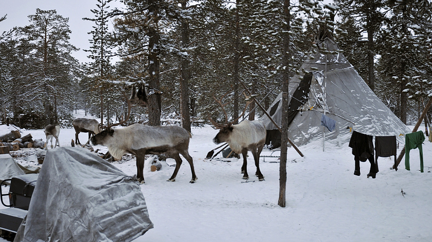 Владимир Путин упростил подтверждение статуса кочевого образа жизни для КМНС