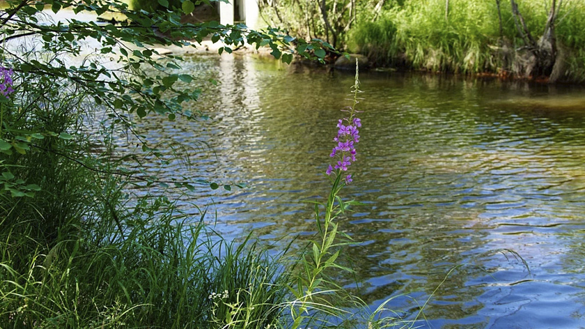 В Тарко-Сале спасательные службы круглосуточно откачивают воду с затопленных участков