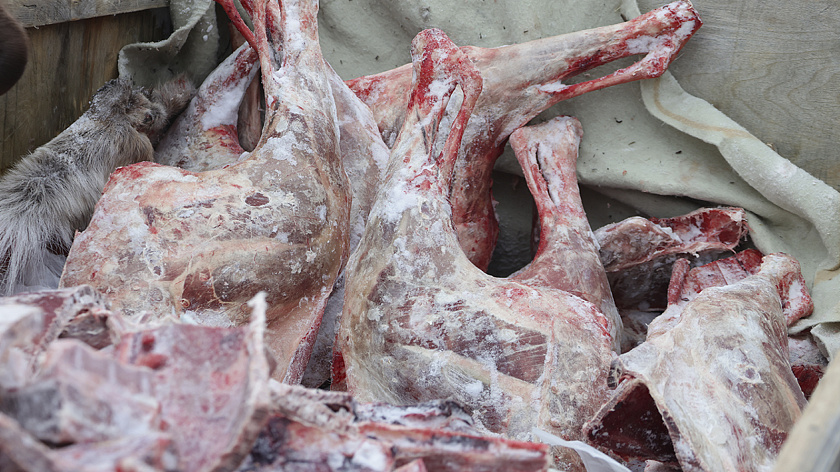 Ямальский район стал лидером по заготовке оленьего мяса в 2024 году