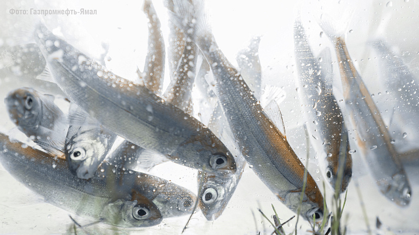 Тысячи мальков ценной рыбы отправили в большое плавание на Ямале нефтяники