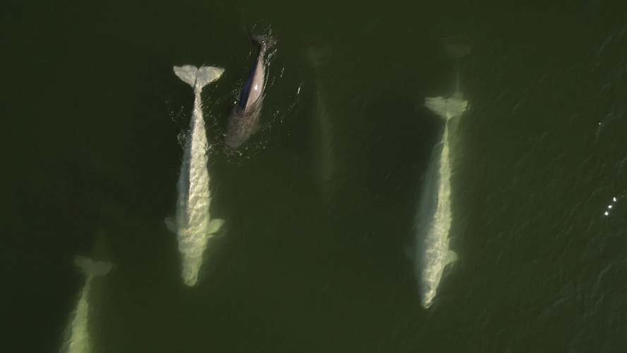 Фото: Tелеграм | Департамент природных ресурсов ЯНАО